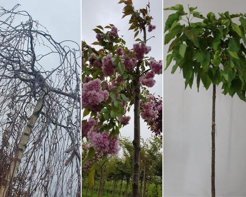 Bomenpakket kleine tuin - 3 stuks, Tuin en Terras, Planten | Bomen, Ophalen of Verzenden