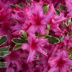 Rhododendron Azalea Silver Sword - Potmaat 2 liter, Tuin en Terras, Planten | Tuinplanten, Ophalen of Verzenden