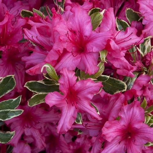 Rhododendron Azalea Silver Sword - Potmaat 2 liter, Tuin en Terras, Planten | Tuinplanten, Ophalen of Verzenden
