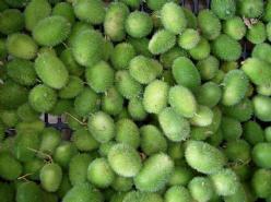 Cucumus dipsaceus = sier - basiseenheid, Hobby en Vrije tijd, Knutselen, Nieuw, Ophalen of Verzenden