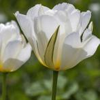 20x Tulpenbollen White Valley – Witte Tulp, Verzenden