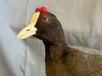 Moerasrietzanger Taxidermie volledige montage - Fulica, Nieuw