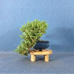 Jeneverbes bonsai (Juniperus) - Hoogte (boom): 13 cm -