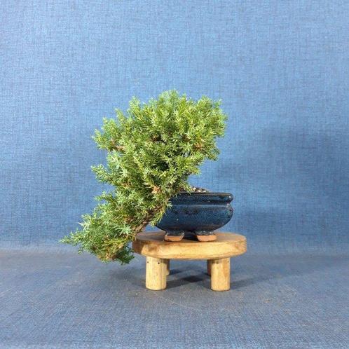 Jeneverbes bonsai (Juniperus) - Hoogte (boom): 13 cm -, Antiek en Kunst, Curiosa en Brocante