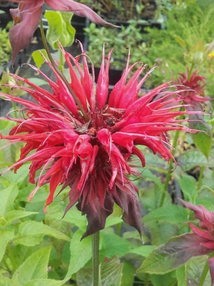 Monarda Cambridge Scarlet Fishes Schneewittchen Bergamot, Tuin en Terras, Planten | Tuinplanten, Vaste plant, Volle zon, Zomer