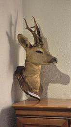 Reebok Taxidermie wandmontage - Capreolus capreolus - grand, Nieuw