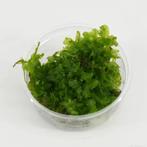 AQUAlook Monosolenium pelia mos in 80 cc cup Waterplant, Dieren en Toebehoren, Nieuw, Ophalen of Verzenden