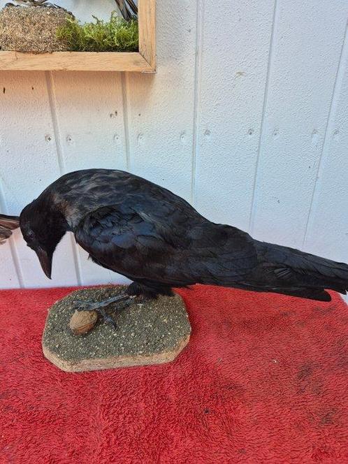 Zwarte corneille - tuinfluitje - ekster Taxidermie volledige, Verzamelen, Dierenverzamelingen
