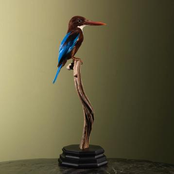 Smyrna-IJsvogel Taxidermie Opgezette Dieren By Max beschikbaar voor biedingen