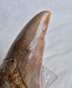 Zeer zeldachtige pathologische Megalodon-tand! - Fossiele, Verzamelen