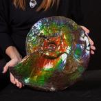 Uitzonderlijke kwaliteit AAA Ammolite. Taxidermie volledige, Nieuw