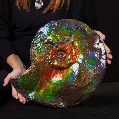 Uitzonderlijke kwaliteit AAA Ammolite. Taxidermie volledige, Verzamelen, Dierenverzamelingen