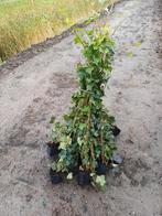 Tuinplanten Fruitbomen  Meerstammig Hortensia Rhododendron, Zomer, Vaste plant, Overige soorten, Halfschaduw