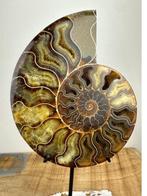 Ammoniet - Gefossiliseerde schelp - Aioloceras (Cleoniceras)