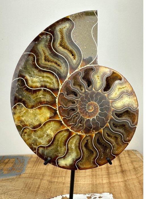 Ammoniet - Gefossiliseerde schelp - Aioloceras (Cleoniceras), Verzamelen, Mineralen en Fossielen