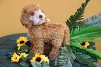 Steiff: Ricky de cockapoo, 27cm, - Pluche dier - 2020+ -, Antiek en Kunst, Antiek | Speelgoed