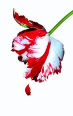 Nieuwe maan / Twilight 9789022559895 Stephenie Meyer, Boeken, Verzenden, Gelezen, Stephenie Meyer