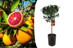Citrus Tarocco Bloedsinaasappelboom (90 - 110 cm)