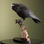 Raaf Taxidermie Opgezette Dieren By Max, Verzamelen, Dierenverzamelingen, Ophalen of Verzenden, Nieuw, Vogel, Opgezet dier