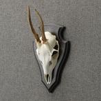 Reebok Schedel Taxidermie Opgezette Dieren By Max, Verzamelen, Ophalen of Verzenden, Nieuw, Wild dier, Opgezet dier