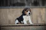 Knappe, gezonde Beagle pups,  geboren in België, Dieren en Toebehoren, Honden | Beagles, Bassets en Lopende honden, België, Beagle