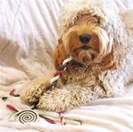 Hondentrui Rendier met rode neus S/M en M/L, Verzenden, Nieuw