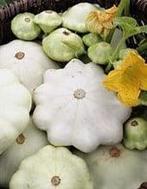 Polo F1 Patisson pompoen zaden, Ophalen of Verzenden, Nieuw