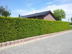 Thuja Occidentalis Brabant 180-200cm, Tuin en Terras, Ophalen of Verzenden, Conifeer, Haag, 100 tot 250 cm