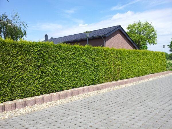 Thuja Occidentalis Brabant 180-200cm, Tuin en Terras, Planten | Struiken en Hagen, Conifeer, Haag, 100 tot 250 cm, Ophalen of Verzenden