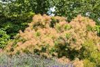 Cotinus coggygria meerstammig, Tuin en Terras, Planten | Tuinplanten