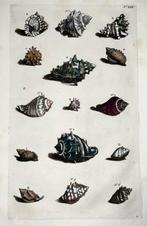 Maria Sibylla Merian; Georg Eberhard Rumphius - Exotic Sea