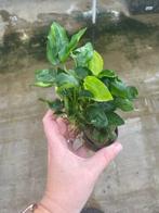 Anubias Nana (Aquariumplanten, Aquarium producten), Dieren en Toebehoren, Vissen | Aquaria en Toebehoren, Verzenden, Nieuw, Plant(en), Steen of Hout