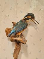 IJsvogel Taxidermie volledige montage - Alcedo atthis -, Nieuw
