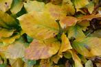 Fagus sylvatica ( groene beuk ), Ophalen, Beukenhaag, Haag, 100 tot 250 cm