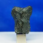 -Slechts 1959 g ter wereld- RUMURUTI Chondrite R3-6. NWA