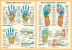 Anatomie poster hand- en voetreflexologie (Nederlands, ge..., Verzenden, Nieuw