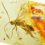 Amber - Barnsteen - Wasp - Main inclusion is 8mm - Big sice