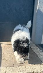 Toy poedel harlekijn, Dieren en Toebehoren, Poedel, Parvo, 8 tot 15 weken, Meerdere