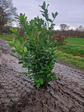 Laurier, Prunus Rotundifolia, maten 80-100cm t/m 200-225 cm beschikbaar voor biedingen