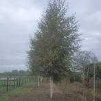 Ruwe berk - Betula pendula - Omtrek: 18-25 cm | Hoogte: 400, Tuin en Terras, Planten | Bomen, Ophalen of Verzenden
