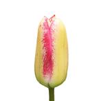 Bloembollen - 64 x Tulp Moulin Rouge - wit met rood, Verzenden, Voorjaar, Volle zon, Bloembol