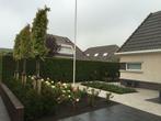 Bomen leiboom Lei liquidambar lei linde dakboom plataan, Tuin en Terras, Ophalen, Overige soorten, 250 tot 400 cm