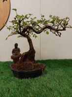 Japanese iep bonsai (Zelkova) - Hoogte (boom): 24 cm -, Antiek en Kunst