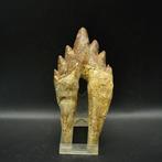 Walvis - Fossiele kies - Basilosaurus - 12.4 cm - 7.2 cm