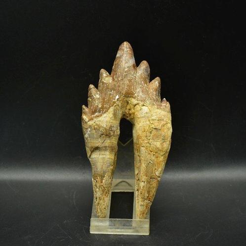 Walvis - Fossiele kies - Basilosaurus - 12.4 cm - 7.2 cm, Verzamelen, Mineralen en Fossielen