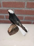 Witkruin tapuit Taxidermie volledige montage - Oenanthe, Nieuw