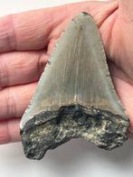 Megalodon tand 9,1 cm - Fossiele tand - Carcharocles, Verzamelen, Mineralen en Fossielen