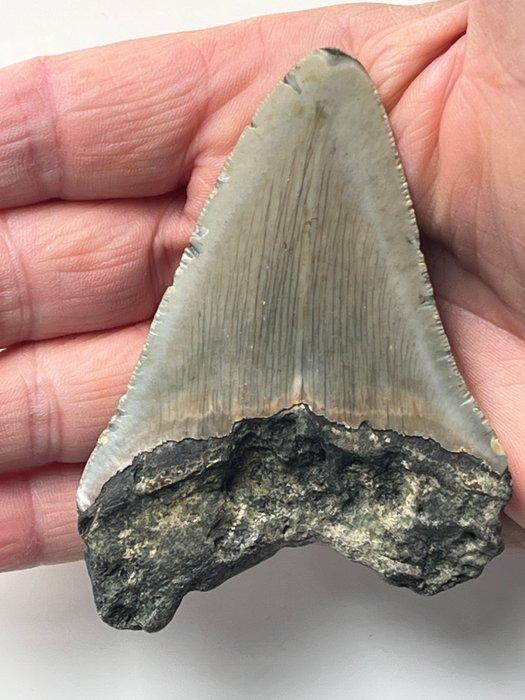 Megalodon tand 9,1 cm - Fossiele tand - Carcharocles, Verzamelen, Mineralen en Fossielen