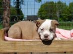 Old English Bulldog pups! | Mogen mee! | Hartelijk Welkom., Dieren en Toebehoren, Parvo, Nederland, 8 tot 15 weken, Bulldog
