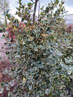 Ilex aquifolium Argentea Marginata bonte hulst, Ophalen